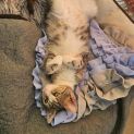 Photo of Sesame