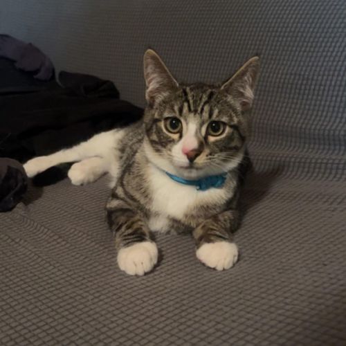 Kona