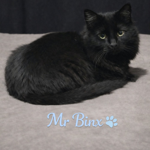 Mr Binx *9 Lives Project Rescue*