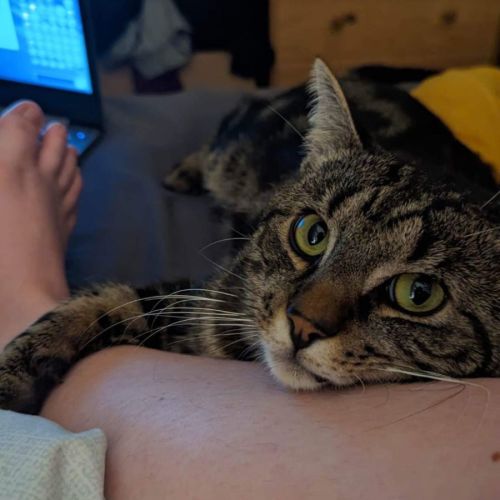 2nd Chance Cat Rescue PetRescue