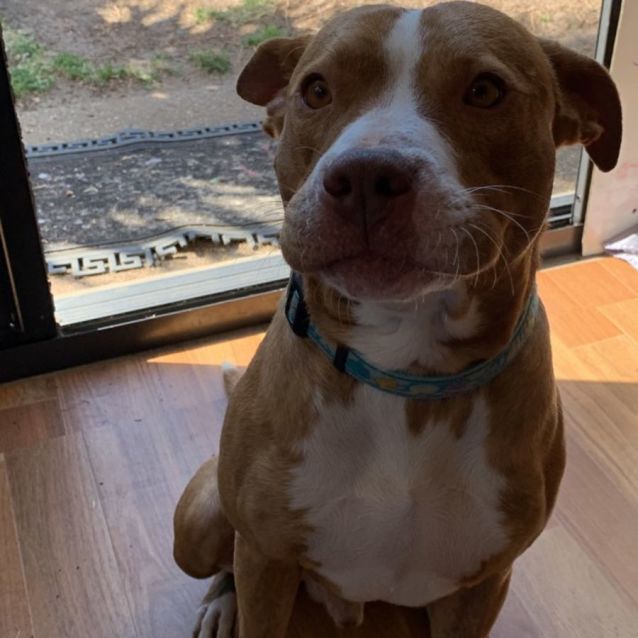 Squish Medium Male Staffy Mix Dog in VIC PetRescue