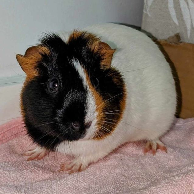 Photo of Fabulous Four (Located In St Kilda)