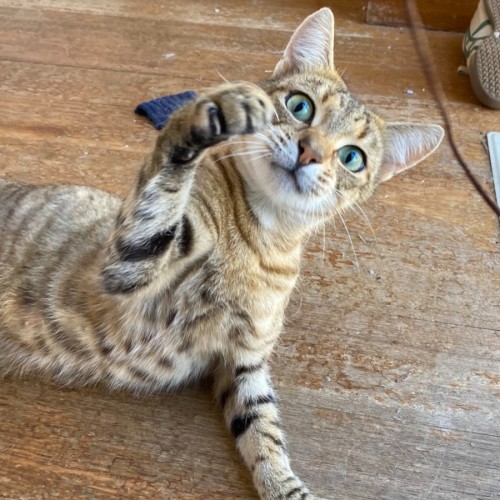 Kinako - In foster care in Clayton