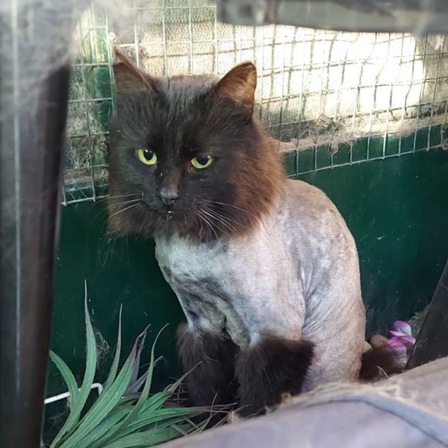 Photo of  Miko 🐈‍⬛