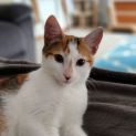Photo of Saffron ^^Dandy Cat Rescue^^
