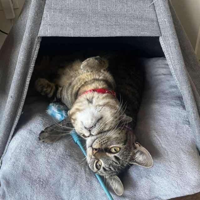 Photo of Pixie And Pretzel