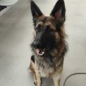 Photo of C04393 🌻Bella 🌻