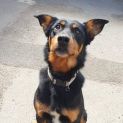 Photo of Buddy