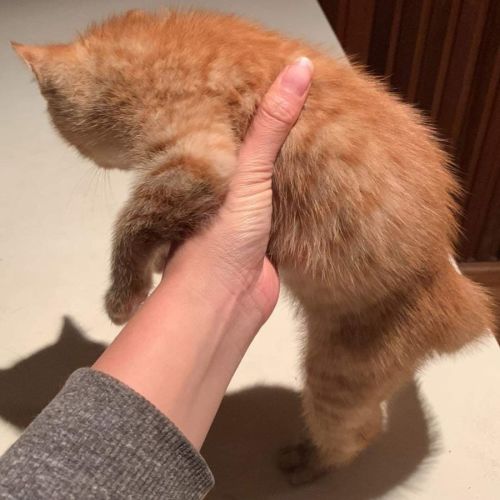 Ginger Beer**2nd Chance Cat Rescue**