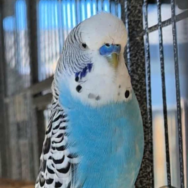 Anthony Bird Decatur Anthony - Male Bird in VIC - PetRescue