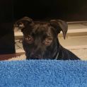 Photo of Buddy