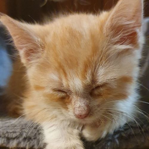 Saturn- Female Kitten  (on trial 24/4/2022)