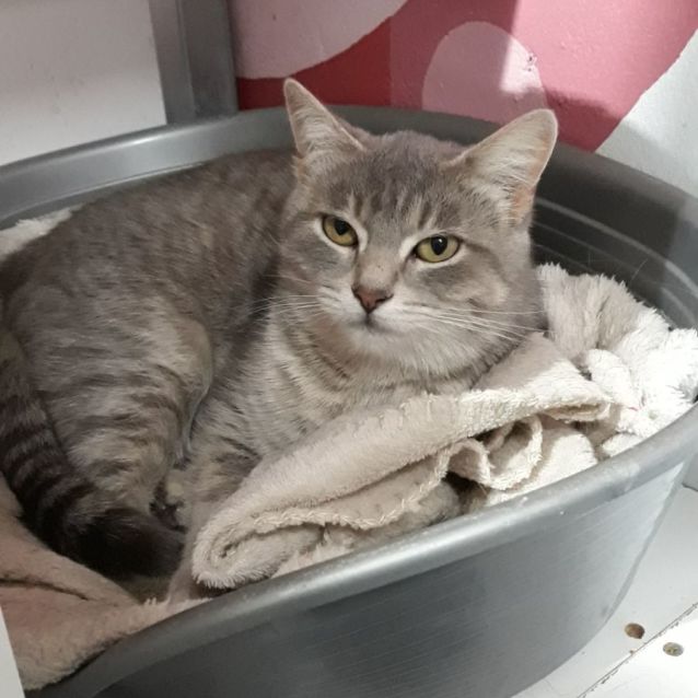 Photo of Misty