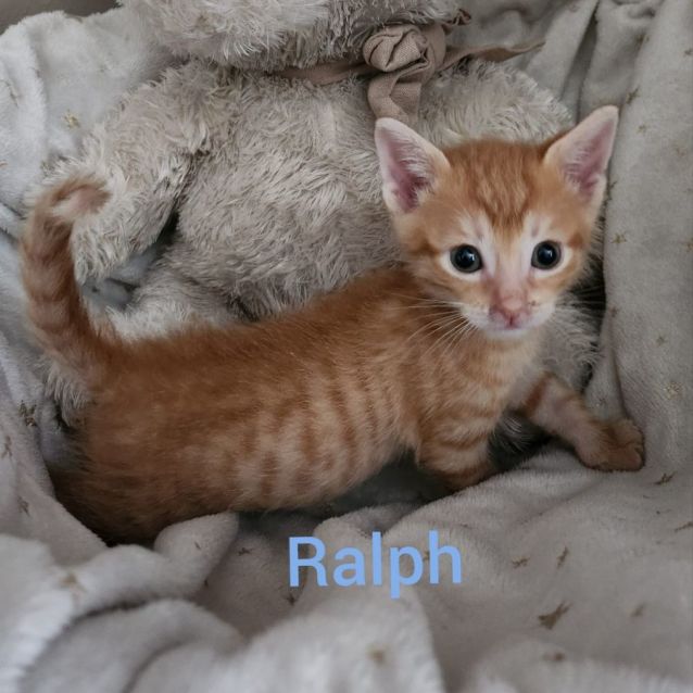 Photo of Ralph