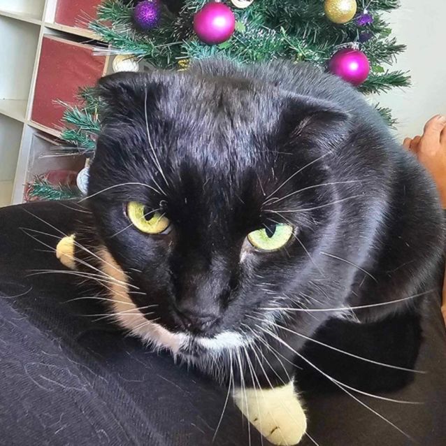 Photo of Ruby *9 Lives Project Rescue*