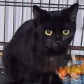 Photo of Bagheera