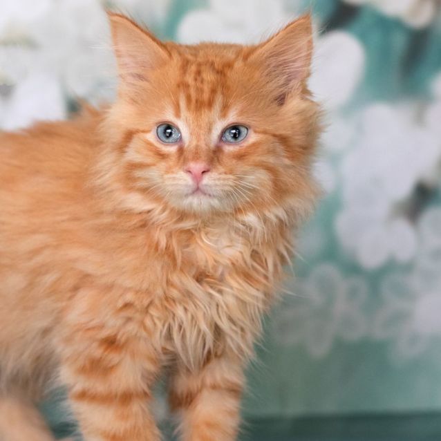 Photo of Humphrey + Barney