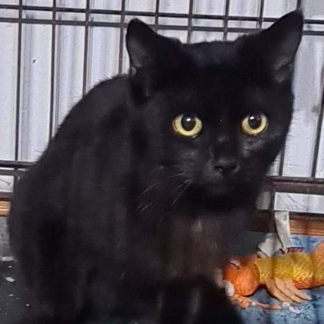 Photo of Bagheera