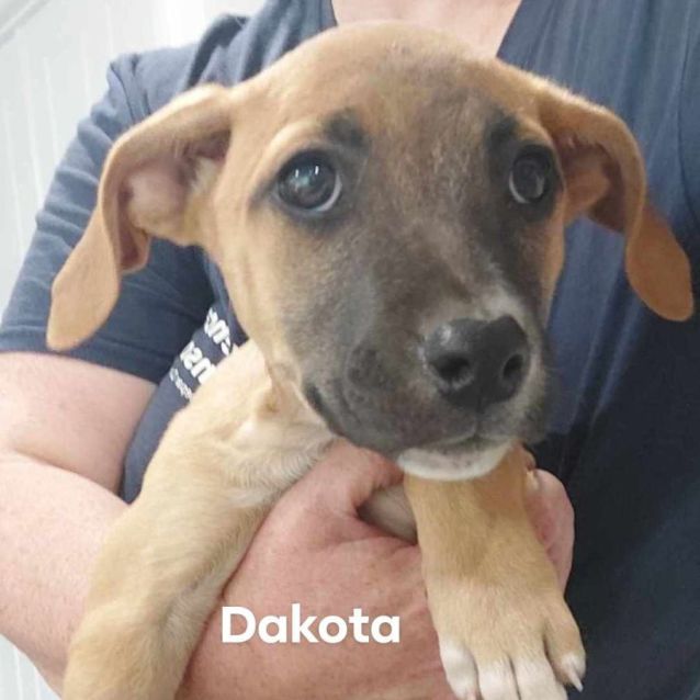 Photo of Dakota
