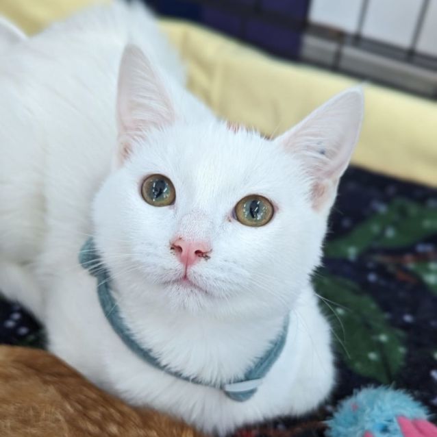 Photo of Adora & Aladdin