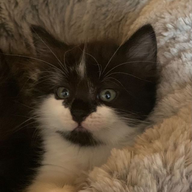 Photo of Jasper 🐼🐾💙