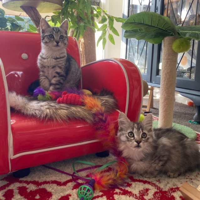 Photo of Basset & Akita 💙🩷