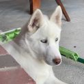 Photo of Bora 