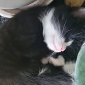 Photo of Robin ** 2nd Chance Cat Rescue**