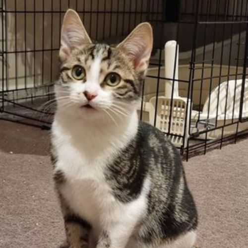Strong Hearts Farm Sanctuary PetRescue