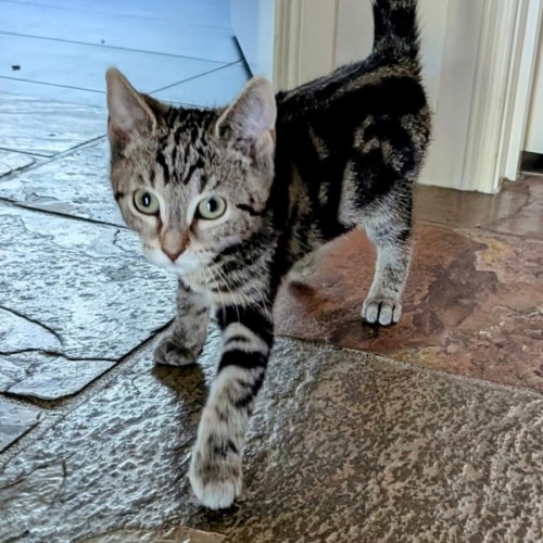 Fitz meet me@chelsea petstock store