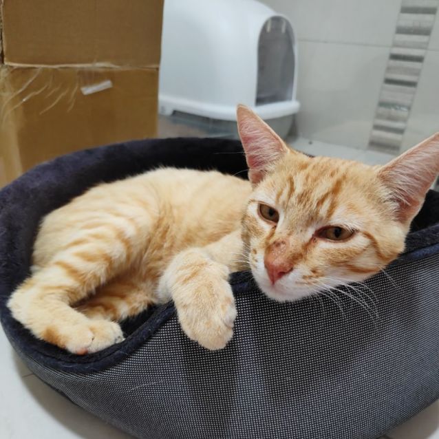 Photo of Percy & Dabloon