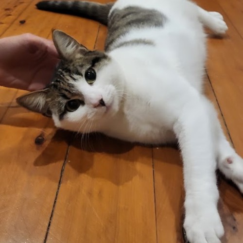 Mochi