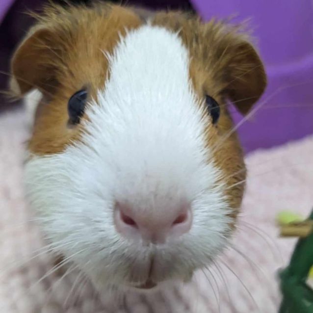 Photo of Fabulous Four (Located In St Kilda)