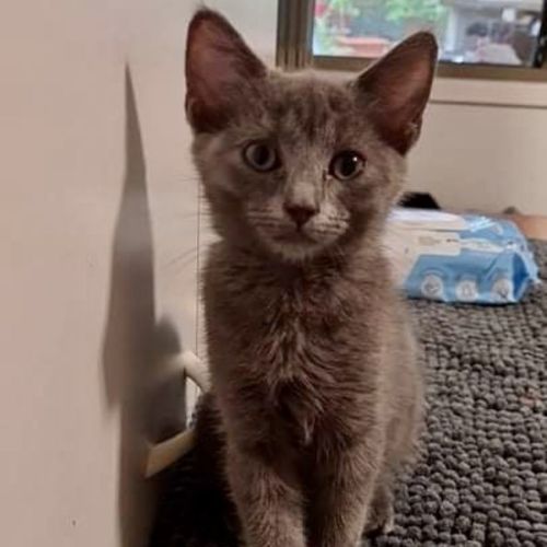 Coco