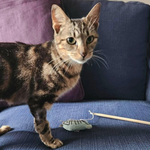 No photo for Obifive