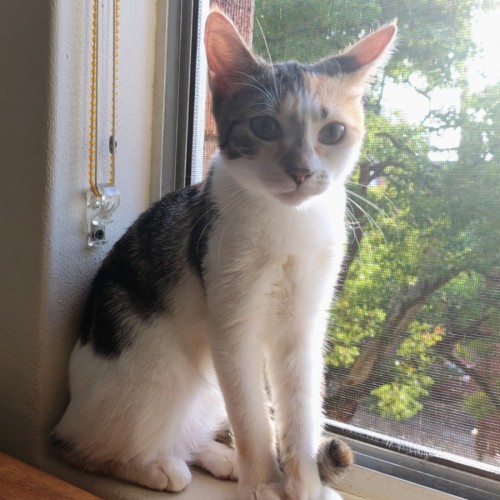 Kiki
