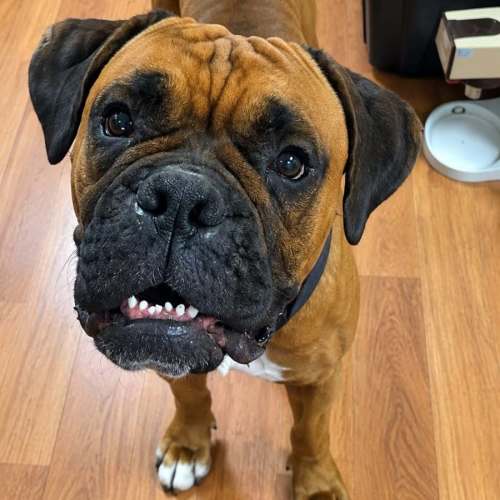 Opie