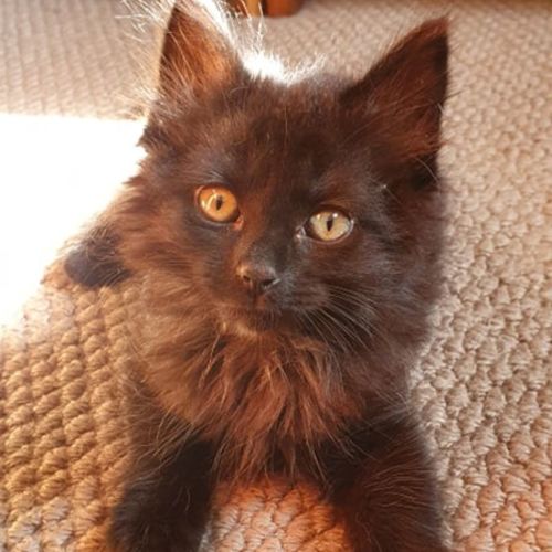 Sully - 9 week old (on trial 9/1/2022)
