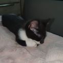 Photo of Spot