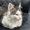Photo of Sebastian **2nd Chance Cat Rescue**