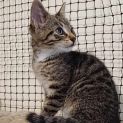 Photo of Hustler **2nd Chance Cat Rescue**