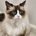 Photo of Misti   Ragdoll