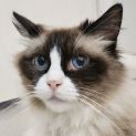 Photo of Misti   Ragdoll