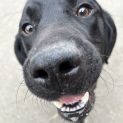 Photo of Bear