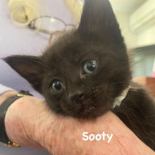 No photo for Sooty