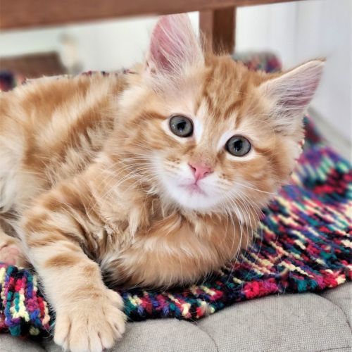 Jenkins ^^Dandy Cat Rescue^^