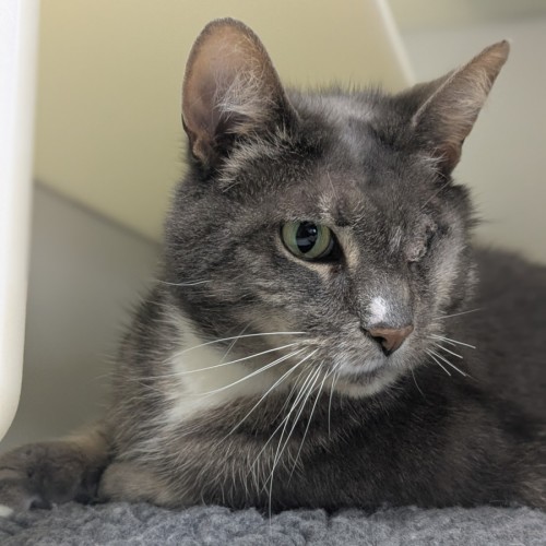 🥗 Popeye 5839 🥗