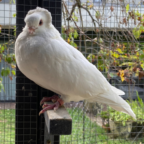No photo for Snowball