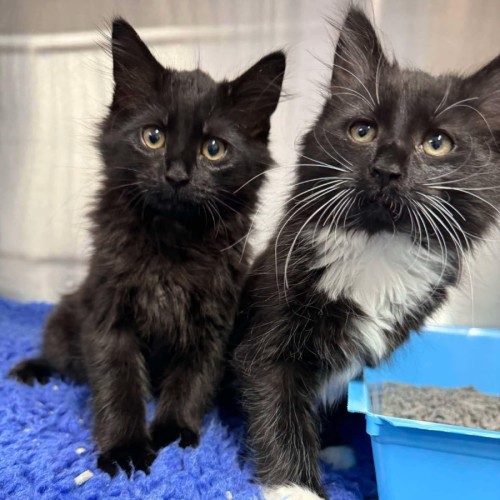 Bert & Ernie - In foster in Wantirna Sth