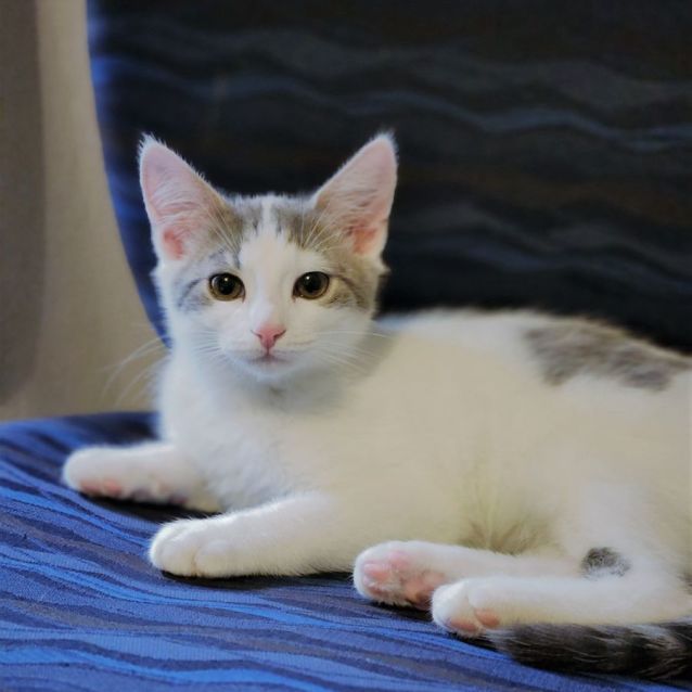 Photo of Muffin ^^Dandy Cat Rescue^^